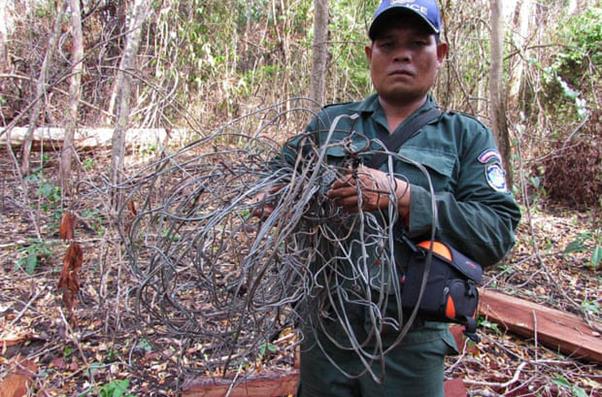 레인저가 수거한 철사올무: WWF Cambodia