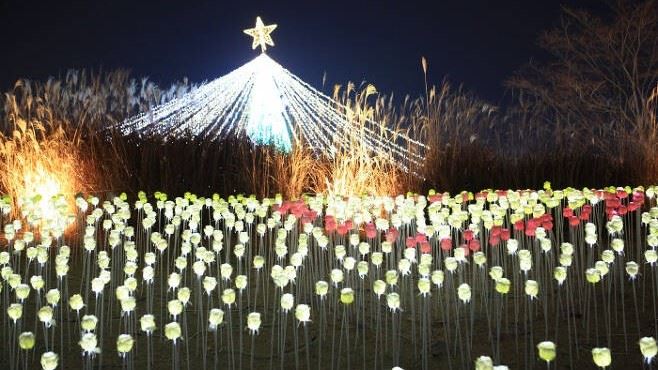 전남 순천만국가정원 별빛축제.