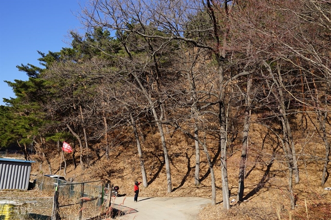 경북 포항시 북구 장성동 한 주민이 28일 정세균 국무총리 후보자가 32억원으로 신고한 정 후보자 부인 소유의 동네 산을 가리키고 있다. 김정혜 기자 kjh@hankookilbo.com