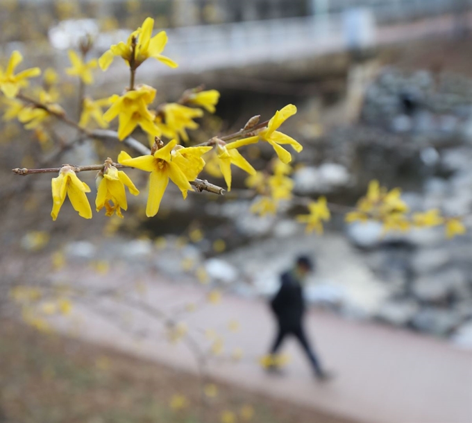 울산지역에 낮 기온이 16도까지 오르면서 비교적 포근한 날씨를 보인 30일 오후 울산 남구 무거천 일대에 때 이른 개나리가 펴 있다. 2뉴스1