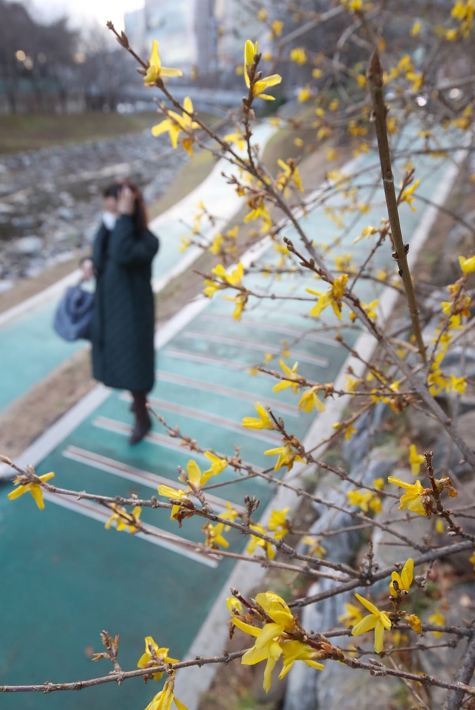 울산지역에 낮 기온이 16도까지 오르면서 비교적 포근한 날씨를 보인 30일 오후 울산 남구 무거천 일대에 때 이른 개나리가 펴 있다. 뉴스1