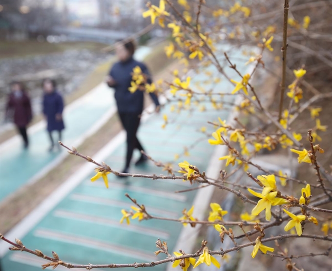 울산지역에 낮 기온이 16도까지 오르면서 비교적 포근한 날씨를 보인 30일 오후 울산 남구 무거천 일대에 때 이른 개나리가 펴 있다. 뉴스1