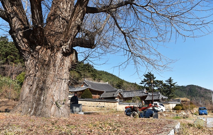 창수면 인량리 전통마을의 재령 이씨 종갓집. 이 집 며느리이자 ‘음식디미방’을 쓴 장계향이 은행나무 아래서 묵을 쒀 배고픈 주민들과 나누었다는 이야기가 전해 내려온다.