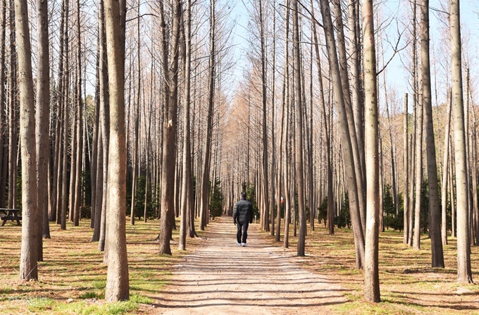 영해면 벌영리 메타세쿼이아 숲. 잎이 모두 떨어졌지만 빼곡한 숲에 들어서면 한겨울에도 포근함이 느껴진다.