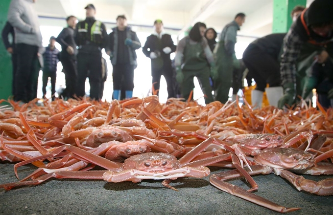 2일 오전 경북 포항시 남구 구룡포읍 구룡포수협 위판장에서 대게 잡이 어선 관계자가 2020년 첫 대게 거래를 앞두고 대게를 정리하고 있다. 포항=연합뉴스