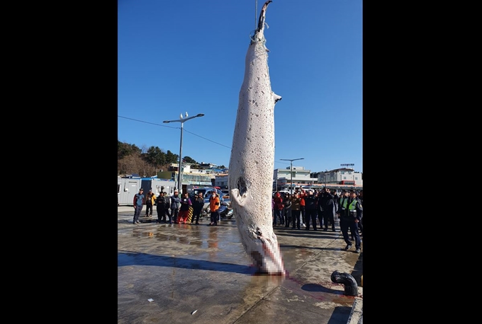 길이 5m가 넘는 대형 밍크고래가 지난해 12월20일 오전 경북 울진군 죽변항 동쪽 15㎞ 바다에서 그물에 걸려 죽은 채로 발견, 죽변항으로 옮겨지고 있다. 울진해양경찰서 제공