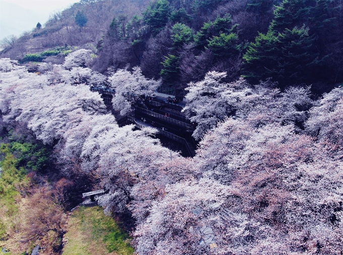 국가산림문화자산으로 지정된 하동군 화개면 십리벚꽃길. 하동군 제공