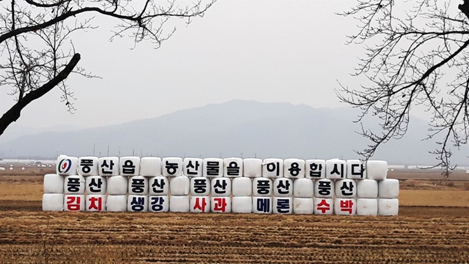 경북 안동시 풍산읍 34번 국도 옆 들녘에 김치와 생강 사과 등 지역 농산물을 홍보하는 곤포사일리지가 등장했다. 풍산읍 행정복지센터는 벼 수확이 끝나고 볏짚을 말아 놓은 곤포사일리지에 ‘풍산읍 농산물을 이용합시다’라는 문구를 넣어 전광판 못지 않은 홍보 효과를 보고 있다. 안동시 제공.