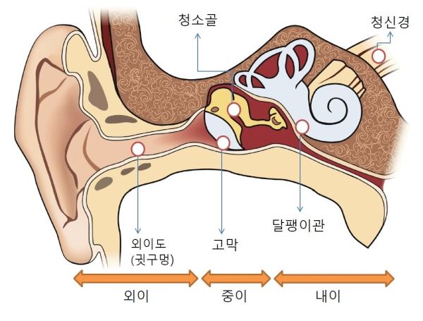 귀 구조도. 공기전도는 귓구멍, 고막, 청소골, 달팽이관, 청신경 순서로 전달되지만, 골전도는 피부, 귀 주변 뼈, 달팽이관, 청신경 순서로 신호가 전달된다. 인터넷 캡처