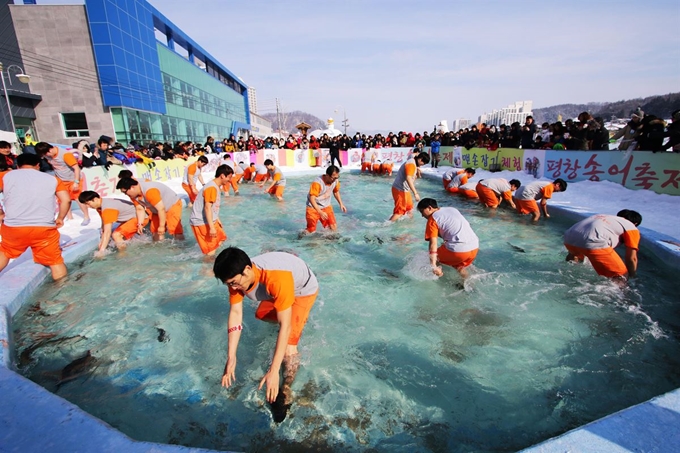 2018년 1월 강원 평창의 겨울여행지 평창송어축제에서 참가자들이 맨손으로 송어를 잡고 있다. 평창군 제공