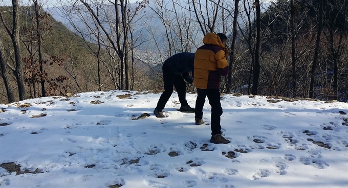 강원 인제군 서화면 대암산과 향로봉 일대에서 반달가슴곰 최소 두 가족 4∼6마리가 사는 것으로 추정된다는 주장이 13일 나왔다. 사진은 지난해 1월 4일 대암산·향로봉 자락의 눈길에 찍힌 어미와 새끼 반달가슴곰의 발자국. 연합뉴스