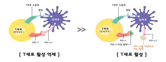 스크립스 코리아항체연구원 김대희, 이응석 박사가 개발한 면역항암체료제의 매커니즘. 강원도 제공