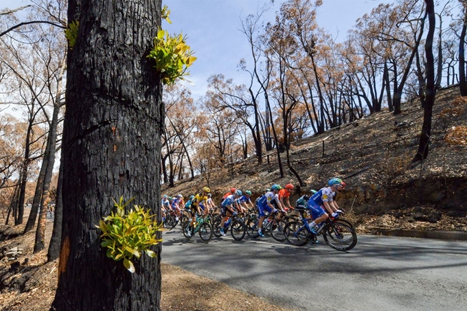 22일(현지시간) '투어 다운 언더'(Tour Down Under•TDU) 대회 이틀째를 맞아 선수들이 2구간 중 화마가 지나간 후 새싹이 돋고 있는 우드사이드 부근 교외를 달리고 있다.우드사이드=AFP 연합뉴스