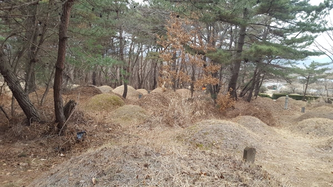 경주남산에는 현재 4,500여기의 불법 분묘가 무분별하게 조성돼 생태경관 복원 및 산불예방 등을 위해 분묘이장이 시급한 실정이다. 경주국립공원사무소 제공