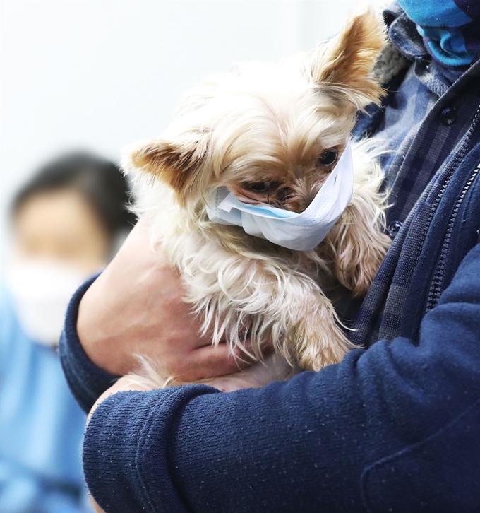 신종 코로나바이러스 감염증인 '우한 폐렴' 확산 우려가 계속되고 있는 28일 경기도 평택시 포승읍 평택항국제여객터미널에서 강아지 한 마리가 마스크를 쓰고 있다. 연합뉴스