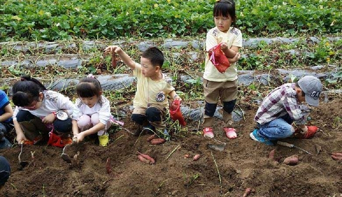 주말농장을 찾은 아이들이 분양받은 밭에 농작물을 캐고 있다. 농협대구본부 제공