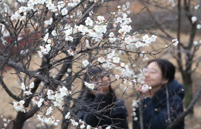 포항 시민들이 29일 경북 포항시 남구 대잠동 포항시청사 뒤편 야산에 핀 '봄의 전령' 매화를 감상하고 있다. 따뜻한 겨울 날씨로 포항시청 뒤 야산과 인근 도로변에는 매화와 산수유, 목련 등 봄꽃이 벌써부터 기지개를 켜고 있다. 봄꽃이 핀 것은 예년보다 30~40일 이르다. 포항시 제공