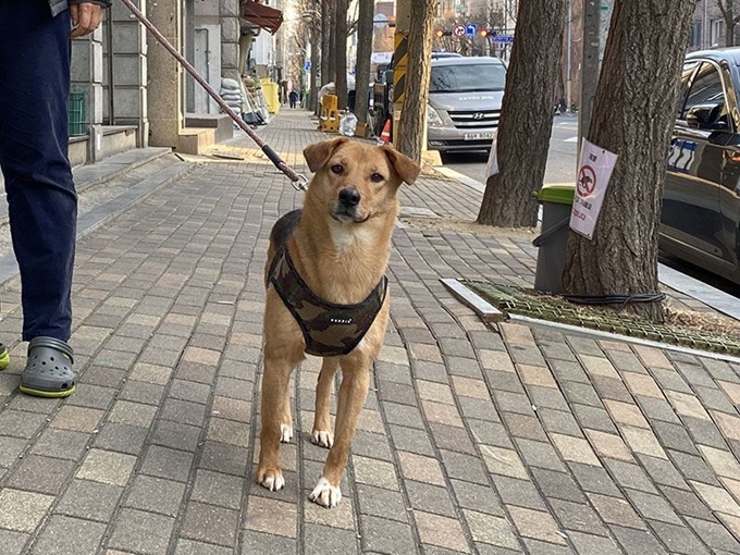 개농장에서 구조된 미란이는 6개월간 산책, 매너 훈련을 받고 준비된 반려견으로 거듭났다. 카라 제공