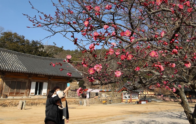 입춘 하루 전인 3일 오후 전남 강진군 무위사를 찾은 시민들이 예년보다 빨리 꽃망울을 터뜨린 홍매화를 보고 있다. 연합뉴스