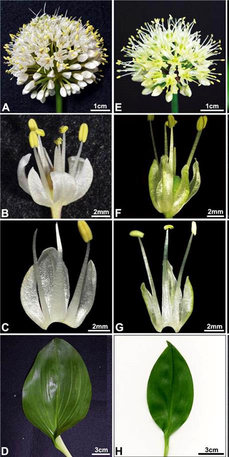 울릉산마늘(왼쪽)과 산마늘(오른쪽)의 꽃과 잎의 비교(사진 국립수목원)