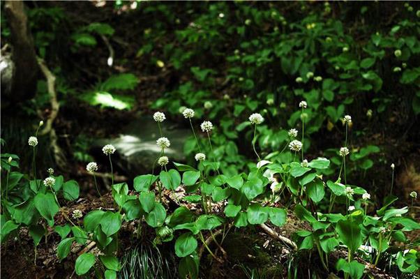 울릉도 자생지에서의 울릉산마늘 무리(사진 국립수목원)