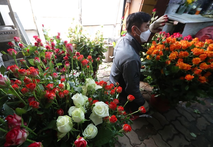 (광주=연합뉴스) 조남수 기자 = 7일 오후 광주 광산구 한 화훼농가 주인이 수확한 장미를 정리하며 이마의 땀을 훔치고 있다. 신종 코로나바이러스의 확산으로 졸업식 등 각종 행사가 취소되며 화훼농가는 매출이 급감하는 직격탄을 맞고 있다.