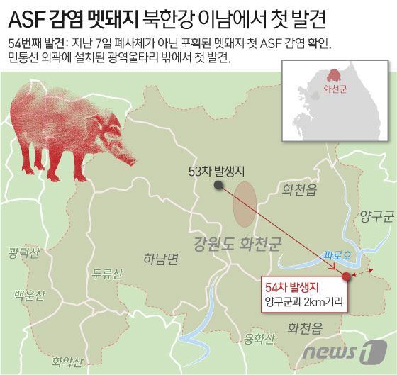 지난 7일 강원 화천군에서 포획된 야생 멧돼지가 9일 밤 아프리카돼지열병(ASF) 양성 확진됐다. 북한강 이남에서 첫 발견으로 ASF 확산 우려가 또다시 고개를 들고 있다. 뉴스1