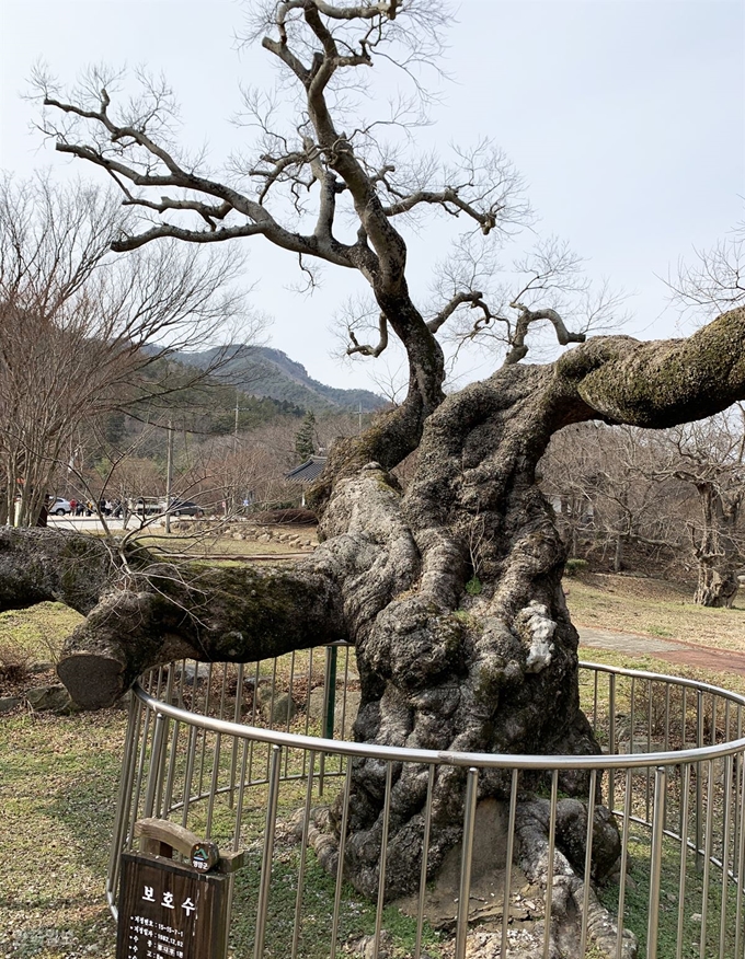 도갑사 입구의 팽나무. 500년 가까운 세월의 흔적이 고스란히 느껴진다.