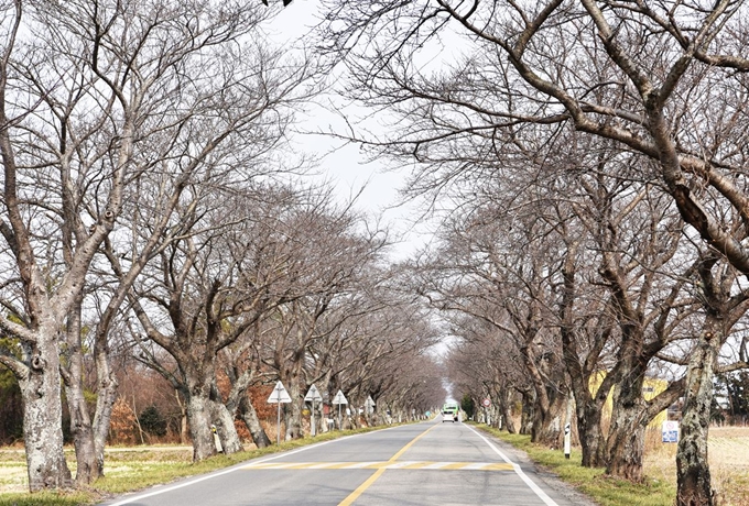 구림마을 주변은 온통 벚나무가 터널을 이루고 있다. 4월 초 ‘100리벚꽃길’ 축제가 열린다.