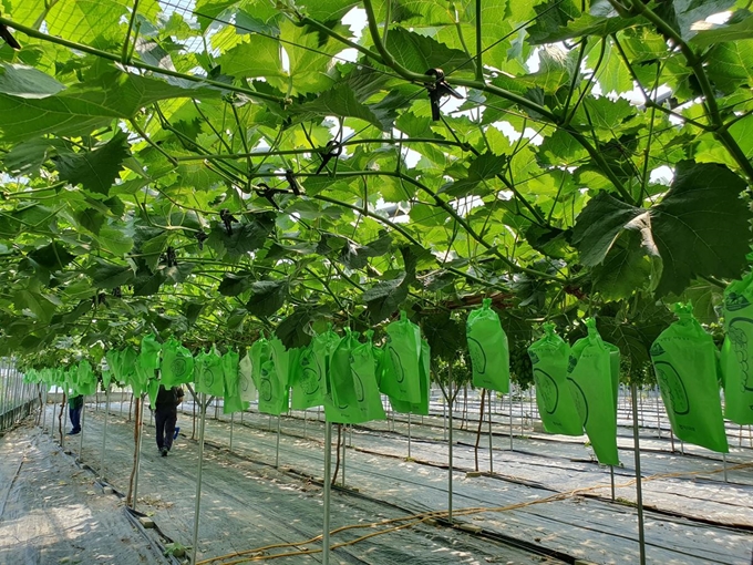 경북도농업기술원이 민간기업과 공동 개발한 나모 멤브레인 기술을 적용한 과수봉지를 샤인머스켓 포도에 씌워 시험하고 있다. 경북도 제공