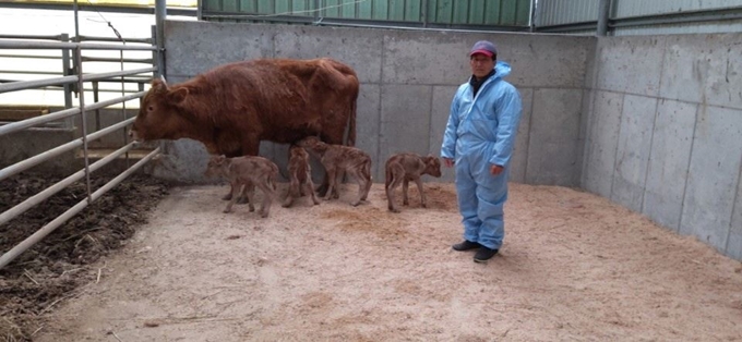 경북 상주시 함창읍 태봉리에서 축산농가를 운영하고 있는 김광배씨가 네쌍둥이 송아지와 어미소를 돌보고 잇다. 상주시 제공