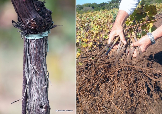 왼쪽부터 미국산 포도나무의 대목(rootstock)에 유럽산 포도나무의 가지(scion)를 접붙이기(vine grafting)한 포도나무와 미국산 대목용 포도나무 뿌리.