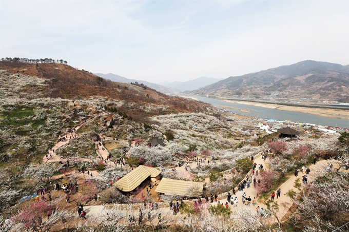 전망대에 오르면 매화마을과 어우러진 섬진강 풍경이 펼져진다.