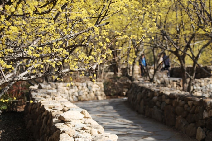 원좌마을의 산수유와 돌담길.