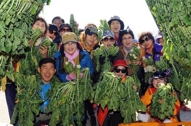 지난 2017년 강원 양구군 해안면에서 열린 펀치볼 시래기 축제를 찾은 관광객들이 수확체험을 하며 즐거운 시간을 보내고 있다. 양구군 제공