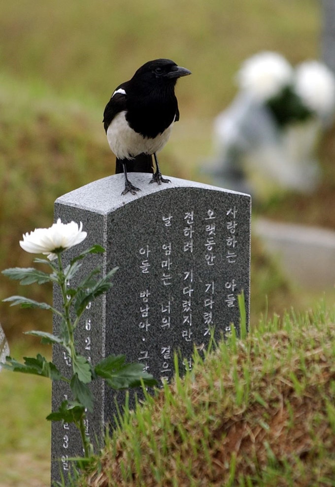 국립5ㆍ18묘지에 까치 한 마리가 희생자의 넋을 위로하듯 비석 위에 올라 앉아 있다.한국일보 자료사진