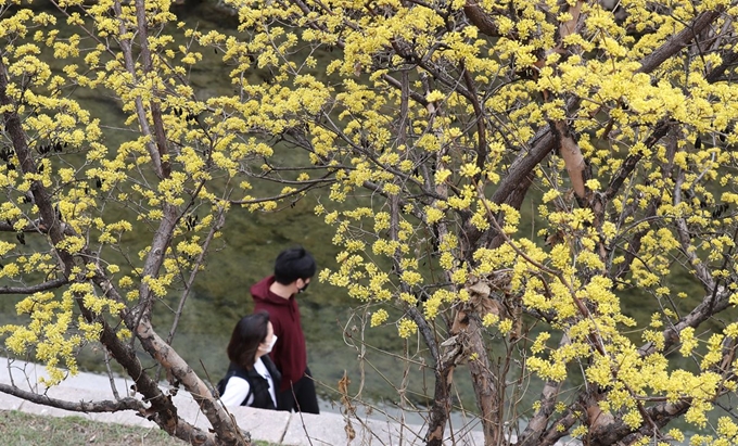 포근한 봄날씨를 보인 9일 오후 서울 청계천에 핀 산수유 꽃 아래로 마스크를 쓴 시민들이 산책을 즐기고 있다. 뉴스1