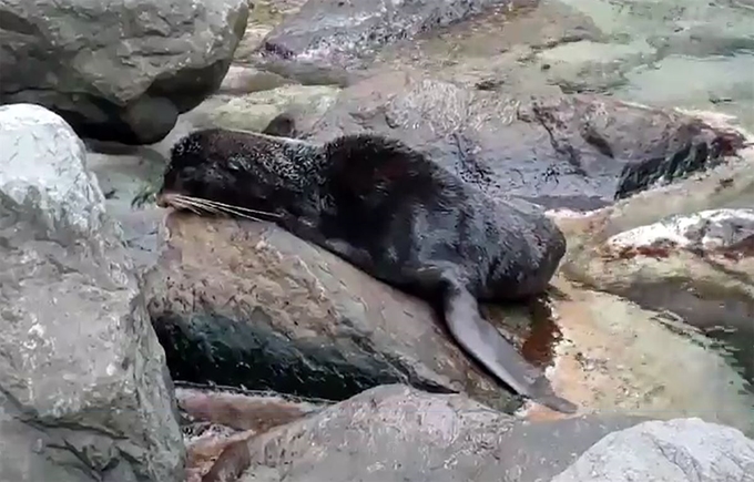 환경부 지정 멸종위기야생동물 2급이자 해양수산부 보호대상해양생물인 물개 한마리가 9일 오후 경북 울릉군 북면 선녀탕 인근 해안가에서 발견됐다. 한국해양과학기술원 울릉도독도해양연구기지 연구원은 주민 신고를 받고 해안가에 있는 물개를 확인했다. 뉴스1