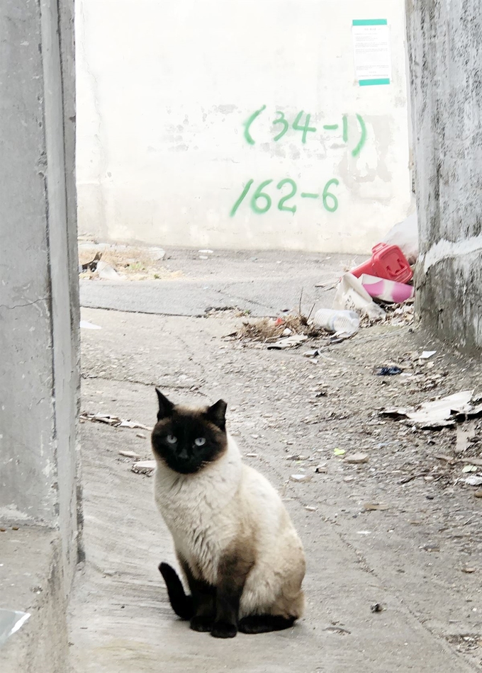 실내에 머물며 사람 손을 탔던 유기묘들은 방사 보단 입양을, 사람을 경계하고 피하는 길고양이들은 입양보단 방사를 택한다. 부상이나 질병으로 인한 후유증이 심한 고양이, 나이가 많아 움직임이 무거운 고양이들은 따로 보호가 필요하다. 이문냥이 제공