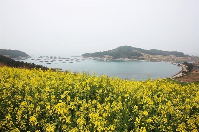 유채꽃이 만발한 청산도. 지난해 풍경이다.