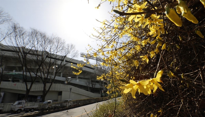 날씨를 보인 18일 서울 송파구 잠실 종합운동장 내 야구장 옆으로 활짝 핀 개나리가 봄을 알리고 있다. 뉴스1