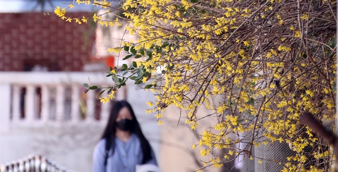 20일 부산 수영구 망미동의 한 거리에 개나리가 활짝 펴 시민들의 눈길을 사로잡고있다. 뉴스1