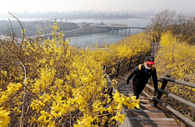 포근한 봄 날씨를 보인 23일 오전 서울 성동구 응봉산에 개나리가 활짝 펴있다. 연합뉴스