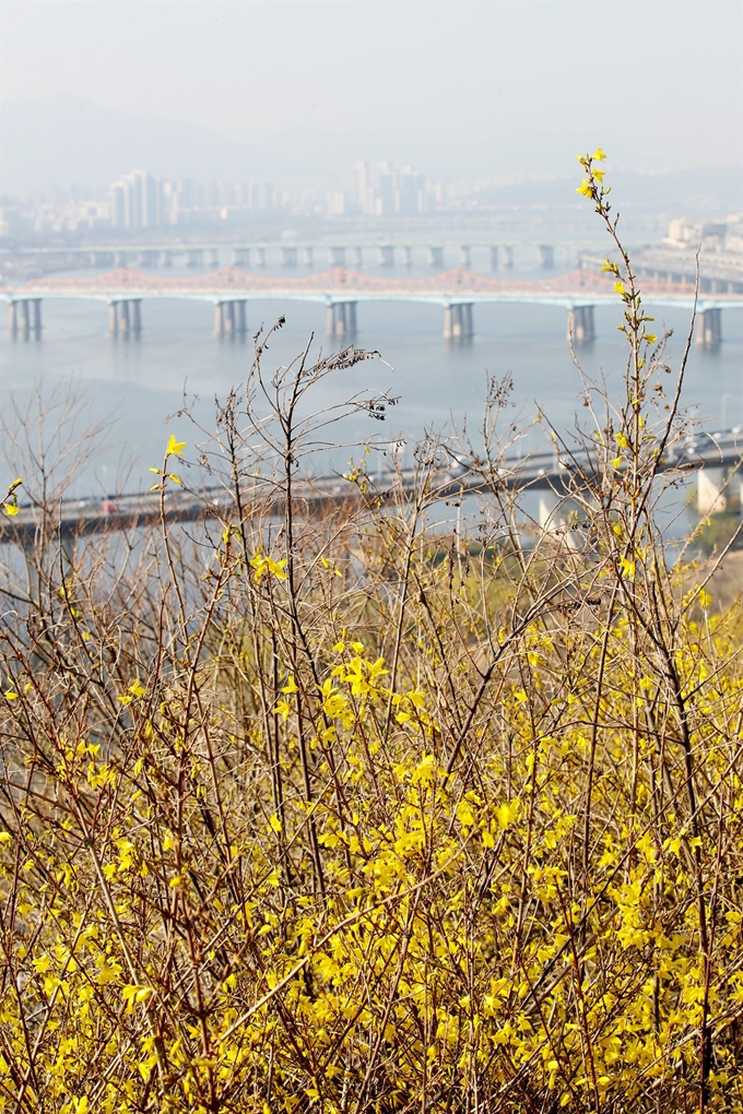 포근한 봄 날씨를 보인 23일 오전 서울 성동구 응봉산에 개나리가 활짝 펴있다.연합뉴스