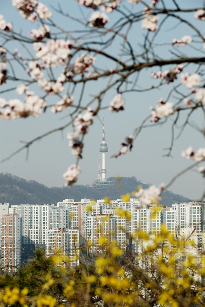 포근한 봄 날씨를 보인 23일 오전 서울 성동구 응봉산에 핀 매화와 개나리 뒤로 남산이 보이고 있다. 연합뉴스