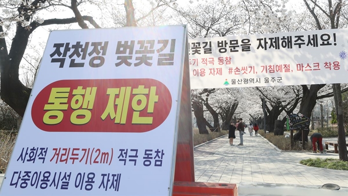 25일 오후 울산시 울주군 삼남면 작천정 벚꽃길 입구에 시민과 관광객들의 방문을 제한하기 위한 안내판이 설치되고 있다. 울주군 측은 "코로나19 감염 확산을 막기 위해 불가피하게 작천정 벚꽃길을 통제한다"며 "사회적 거리 두기에 시민 여러분의 적극적인 협조를 부탁한다"고 당부했다. 연합뉴스