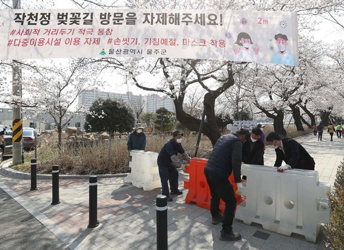 25일 오후 울산시 울주군 삼남면 작천정 벚꽃길 입구에 시민과 관광객들의 방문을 제한하기 위한 안내판이 설치되고 있다. 울주군 측은 "코로나19 감염 확산을 막기 위해 불가피하게 작천정 벚꽃길을 통제한다"며 "사회적 거리 두기에 시민 여러분의 적극적인 협조를 부탁한다"고 당부했다. 연합뉴스