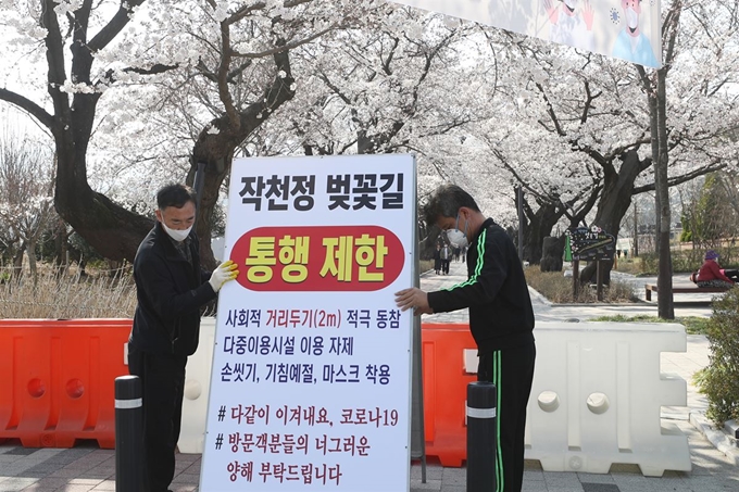 25일 오후 울산시 울주군 삼남면 작천정 벚꽃길 입구에 시민과 관광객들의 방문을 제한하기 위한 안내판이 설치되고 있다. 울주군 측은 "코로나19 감염 확산을 막기 위해 불가피하게 작천정 벚꽃길을 통제한다"며 "사회적 거리 두기에 시민 여러분의 적극적인 협조를 부탁한다"고 당부했다. 연합뉴스