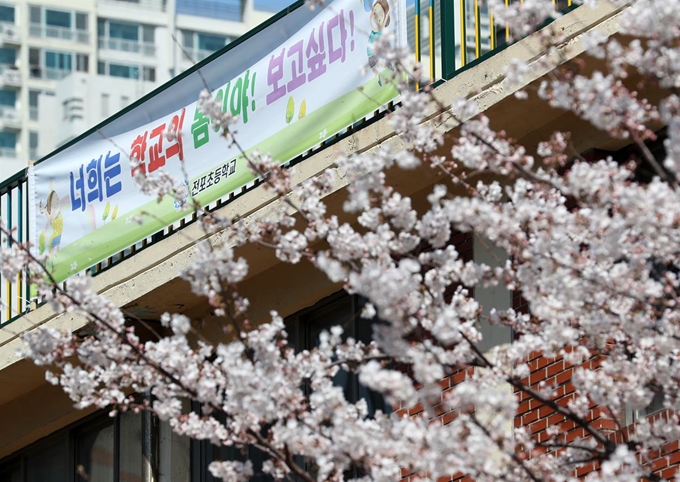 25일 부산 전포동 전포초등학교 교정에 활짝 핀 벚꽃 뒤로 선생님들이 제작한 ‘너희는 학교의 봄이야 보고 싶어’라고 적힌 현수막이 보인다. 전포초등학교는 코로나19로 개학이 연기돼 학교를 찾지 못하는 학생들에게 힘을 주기 위해 학교 3곳에 현수막을 부착했다. 연합뉴스