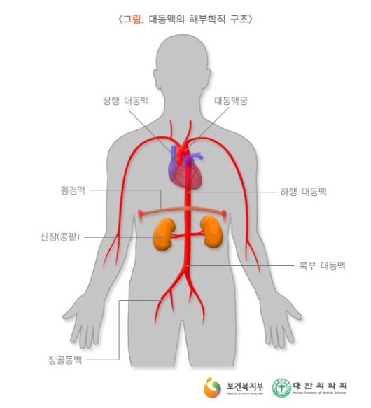 [대동맥 구조]